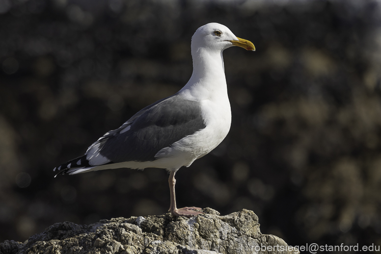 asilomar